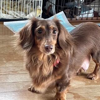 ☆あんずちゃん☆里親さま決定☆