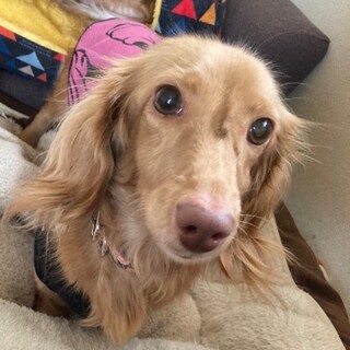 ☆みみこちゃん☆里親さま決定☆