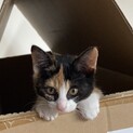 募集一時停止　生後２ヵ月三毛猫の女の子