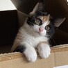 募集一時停止　生後２ヵ月三毛猫の女の子 サムネイル2