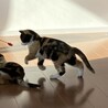 募集一時停止　生後２ヵ月三毛猫の女の子 サムネイル3