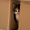 募集一時停止　生後２ヵ月三毛猫の女の子 サムネイル4