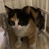 募集一時停止　生後２ヵ月三毛猫の女の子 サムネイル5