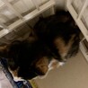 募集一時停止　生後２ヵ月三毛猫の女の子 サムネイル6