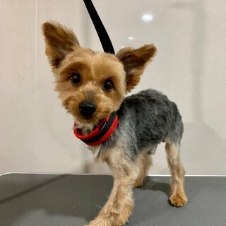 くまいし）見た目はきつねさんだけど名前はくまさん❤