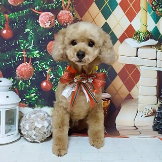 おとふけ）ノンストップ弾丸娘❤