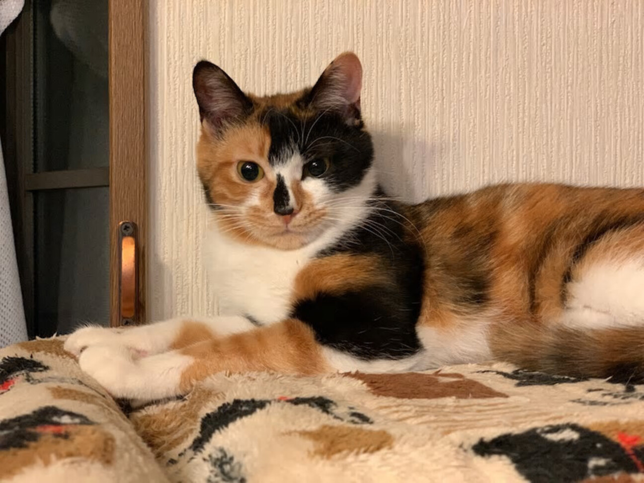 マイペース美少女☆マルシ」千葉県 - 猫の里親募集(394054