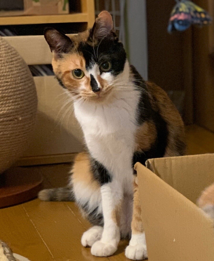 マイペース美少女☆マルシ」千葉県 - 猫の里親募集(394054 