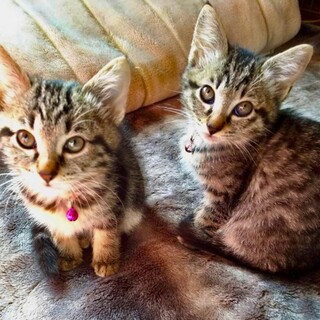 キジシスターズ2ヶ月