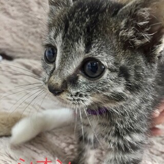 兵庫県が募集対象のすべてのペット里親募集情報 :: ペットのおうち 