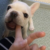 おもち