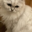 綺麗なチンチラの女の子