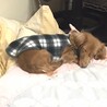 ☆みみこちゃん☆里親さま決定☆ サムネイル4