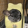 【里親さん決まりました】チンチラ5歳男の子  サムネイル2