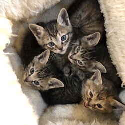 保護犬猫の譲渡会 in せとうちドッグパーク