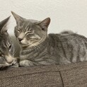 雑種のメスの大人しい子猫です