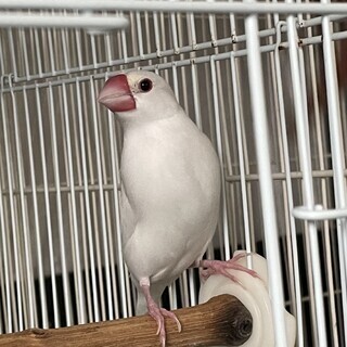 文鳥 白 里親募集