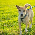 お散歩好き！人にも犬にも猫にも優しい男の子