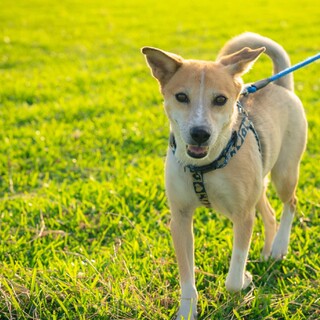 お散歩好き！人にも犬にも猫にも優しい男の子