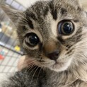 雄子猫里親募集