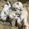 仔猫 生後1〜2ヵ月