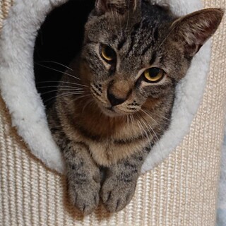 ココア男の子、キジ柄穏やかでおとなしい子