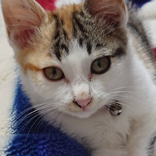 さくら、 三毛猫 とても甘えっこ！