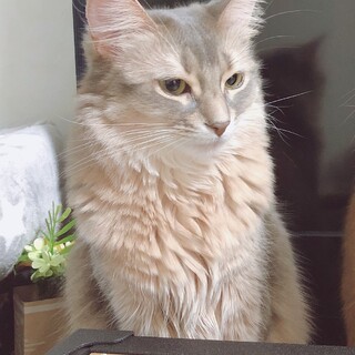 ソマリ　５歳甘えん坊な女の子