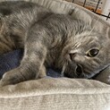 綺麗なグレー色のトラ柄が素敵なイケにゃん