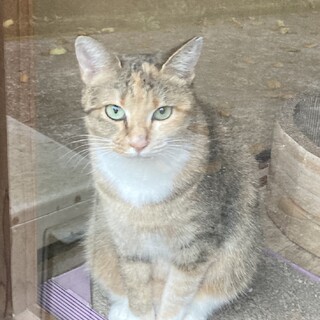 トルマリン色の宝石の瞳！元ノラ1歳の美猫さつき