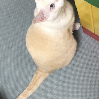 甘えん坊の男の子