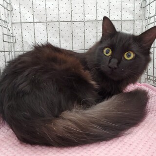 猫の里親募集情報 :: ペットのおうち【月間利用者150万人!】