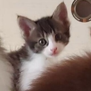 【チョコミント】おかげさまで里親様が決まりました。