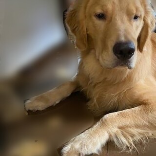 【受付一旦終了】ゴールデンレトリバー　オス１歳