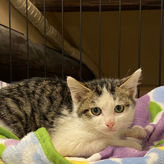 ルナちゃん サバ白の美子猫