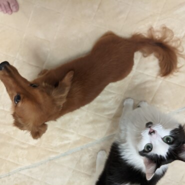 オリーブの写真