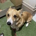 コーギー８歳の 男の子です。