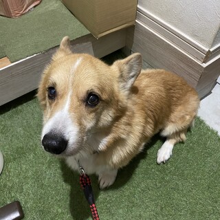 コーギー８歳の 男の子です。