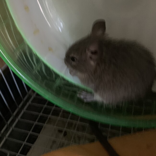 srmhのカバー写真