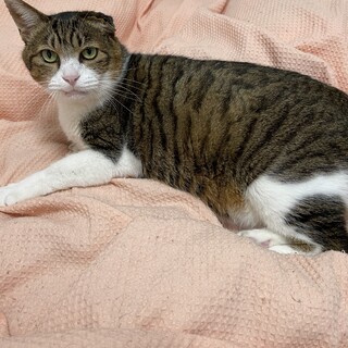 超甘えっ子雑種、7歳位の雄です