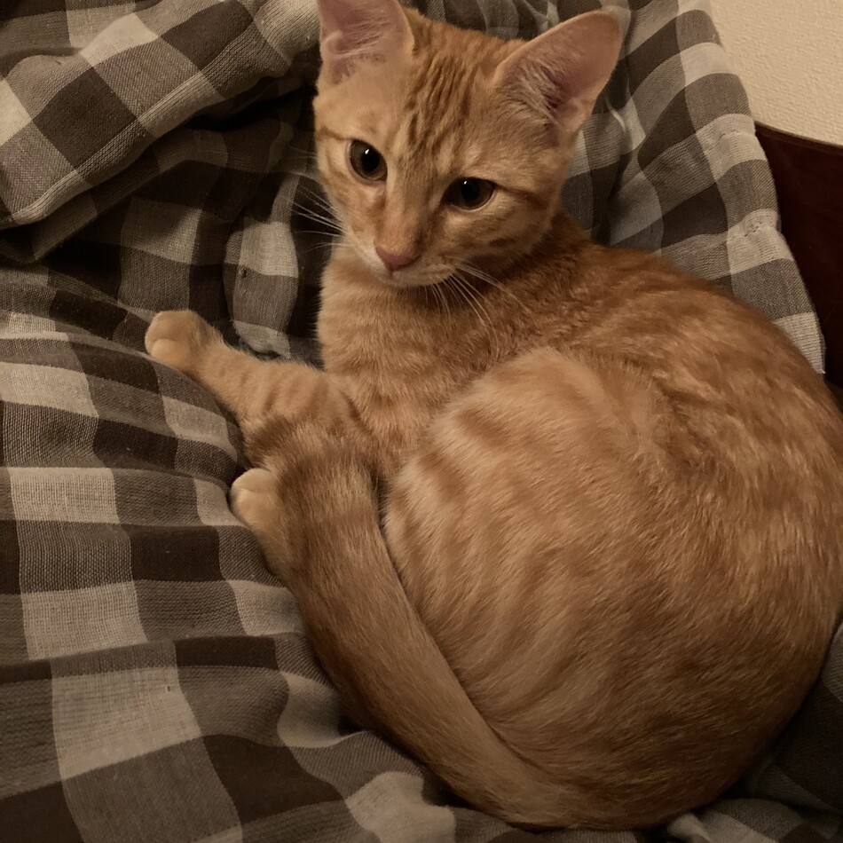 ししまる。のカバー写真
