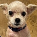 チワプーの男の子です。
