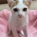 里親決定。タンタン君2ヶ月