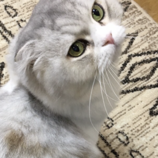 長毛スコティッシュ3歳性格◎