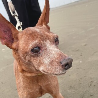 甘えん坊ミニチュアピンシャー