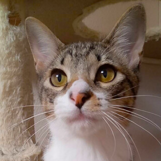 猫が大好きナッツくん