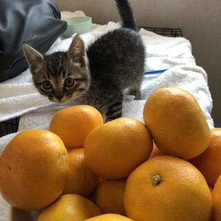 僕だけを見て！ゴロスリの男の子