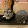 ジャンガリアン赤ちゃんハムスターの里親募集してます サムネイル3