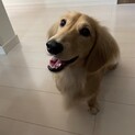 1歳メス★ミニチュアダックス