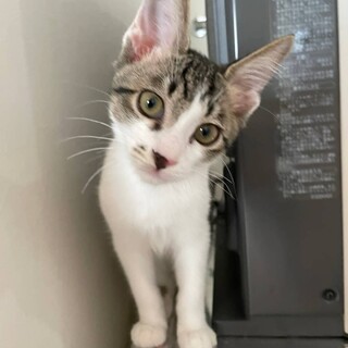 甘えん坊でシャイな男の子⭐️ペッパーです